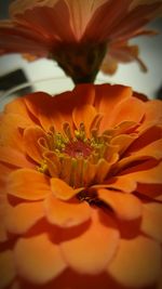 Macro shot of yellow flower