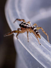 Close-up of spider