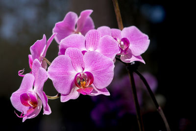 Close-up of pink orchid flowers
