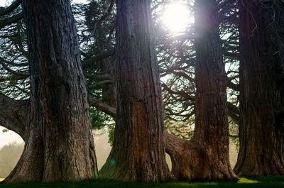 View of trees in forest