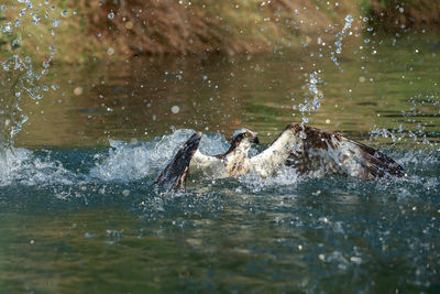 Bird flapping wings in lake