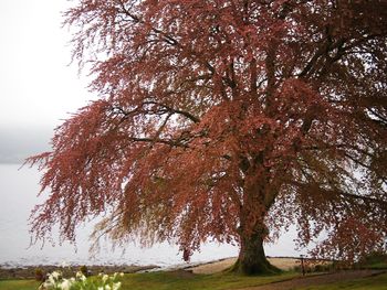 Trees on field against sky