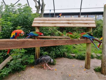 View of birds perching on wood