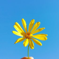 Close-up of yellow flower against clear blue sky