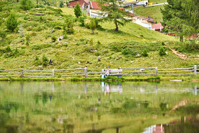 High angle view of trees by lake