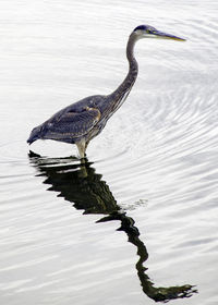 View of a great blue heron on a lake