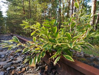 Close-up of leaves growing on tree trunk in forest