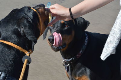 Close-up of man with dog