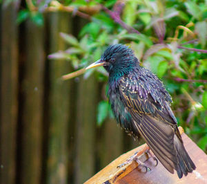 Close-up of bird perching on branch