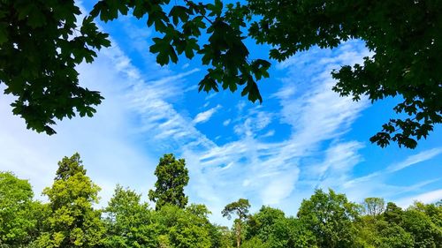 Low angle view of trees against blue sky