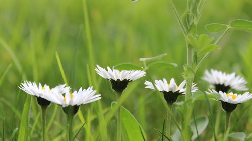 Close-up of white flowering plants on field