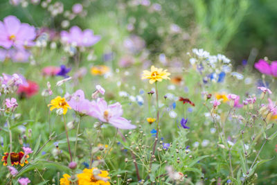 Close-up of yellow flowers blooming on field