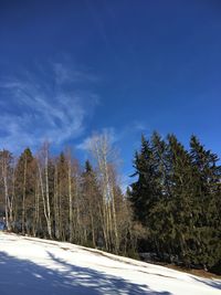 Road amidst trees against sky during winter