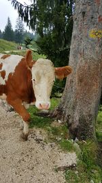 Portrait of cow standing on field