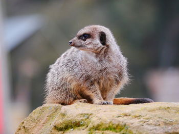 Close-up of squirrel standing on rock