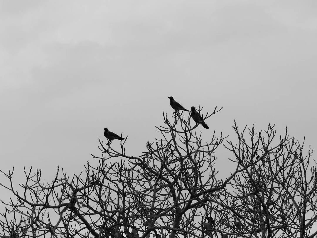 bird, animals in the wild, animal wildlife, no people, tree, nature, outdoors, animal themes, sky, beauty in nature, living organism, day