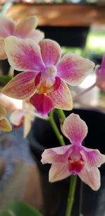 Close-up of fresh pink flowers blooming outdoors