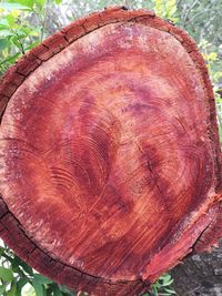 Close-up of tree stump