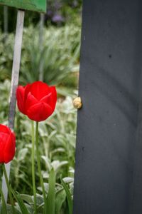 Close-up of red poppy blooming in field