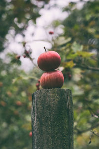 Close-up of red berries on wooden post