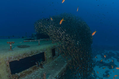 High angle view of fish swimming in the sea