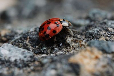 Close-up of ladybug on rock