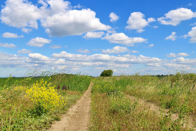 Scenic view of field against sky