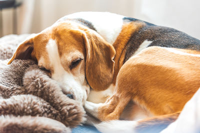 Close-up of dog