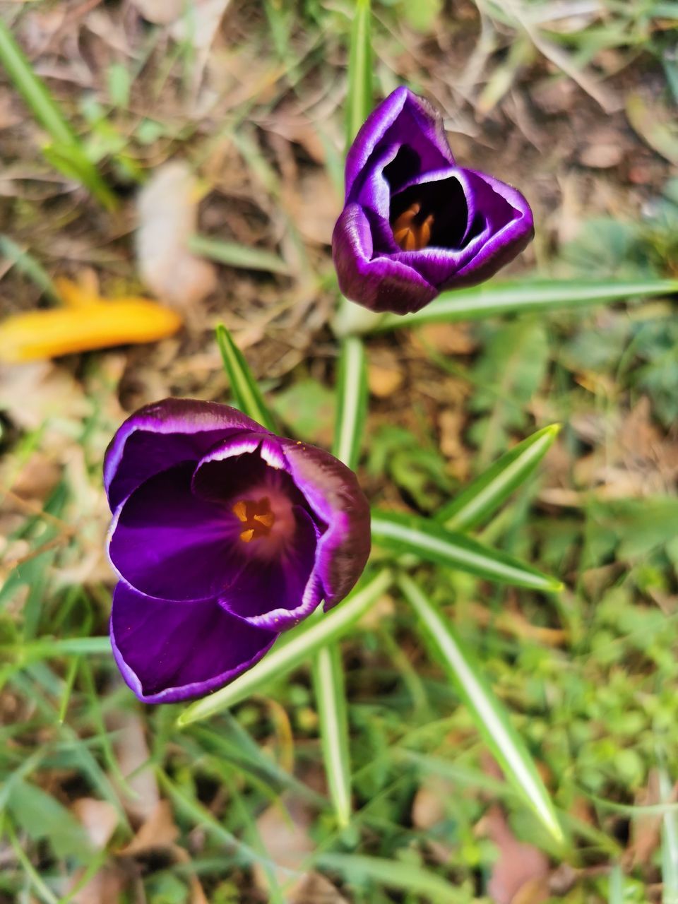 CLOSE-UP OF PURPLE IRIS FLOWER ON FIELD