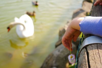 Close-up of swan on water