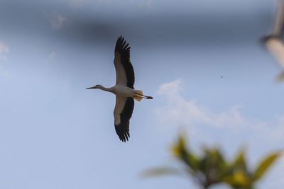 Low angle view of bird flying