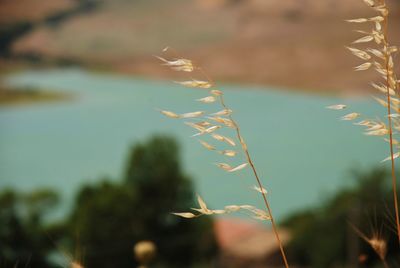 Close-up of stalks against blurred background