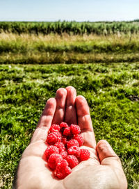 Close-up of hand holding strawberry on field