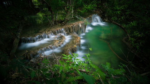 High angle view of river surrounded by trees in forest