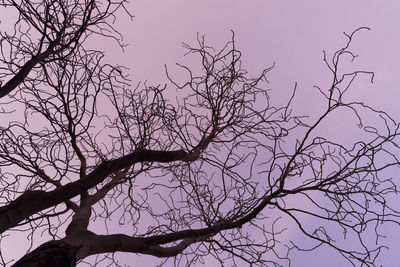 Low angle view of bare tree against clear sky