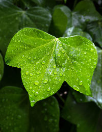 Close-up of water drops on leaves