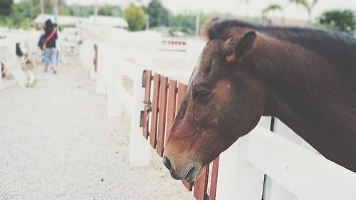 Close-up of a horse on the beach