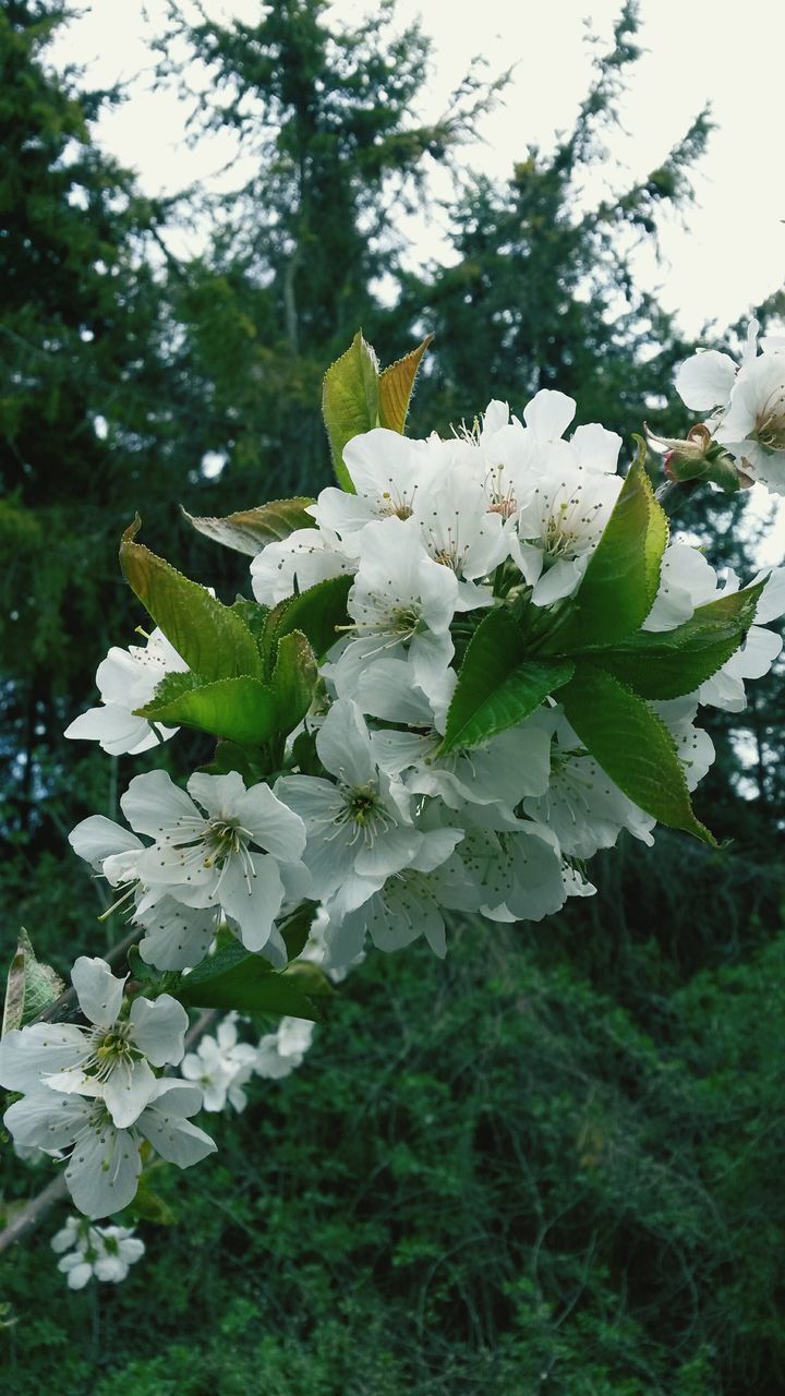 flower, growth, white color, freshness, leaf, fragility, nature, beauty in nature, plant, petal, focus on foreground, blooming, close-up, tree, green color, flower head, in bloom, blossom, day, white