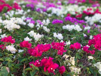 Close-up of pink flowers blooming on field