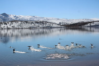 Flock of birds in lake during winter