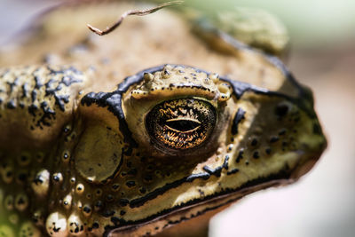 Close-up of a frog