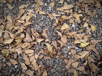 Full frame shot of autumn leaf