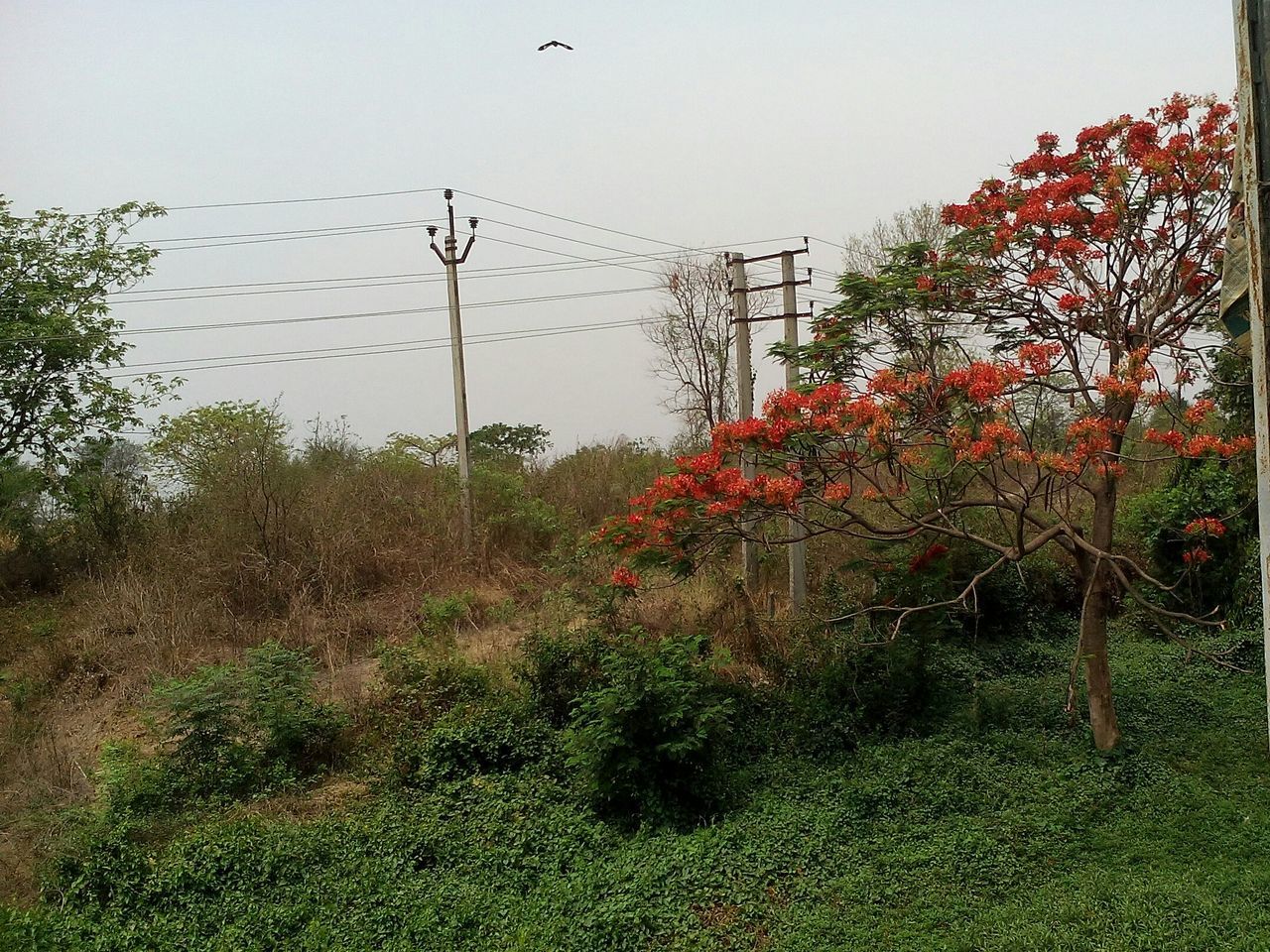 Red flower on the tree