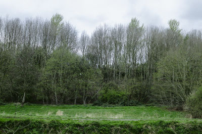 Grass growing on field against sky