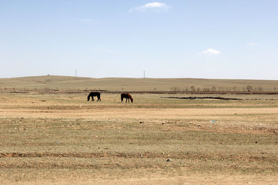 Horses in a field