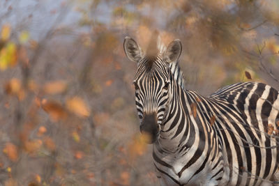 Portrait of zebras