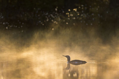 Red throated loon a misty morning in a lake at a bog
