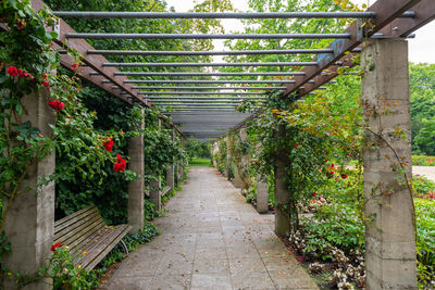 Footpath amidst flowering plants