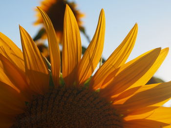 Close-up of sunflower