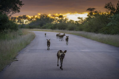 View of dogs on road against sky